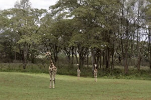 Center Gallery: Rothschild Giraffe, Giraffe Manor, Nairobi