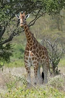 Rothschilds Giraffe - feeding on tree