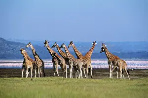 Lakes Prints: Rothschild's Giraffe - Group by lake - Flamingos in background - Lake Nakuru National Park - Kenya - Africa