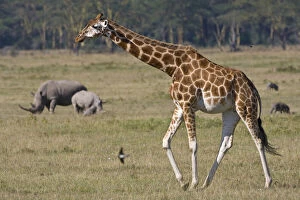 Camelopardalis Gallery: A Rothschild's Giraffe at Lake Nakuru NP