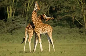 East Africa Prints: Rothschild's Giraffe - play-fighting - Lake Nakuru National Park - Kenya JFL05347