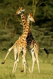 Images Dated 29th March 2006: Rothschild's Giraffe - x2