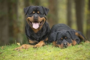 Images Dated 14th August 2018: Rottweiler