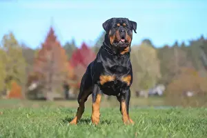 Rottweiler