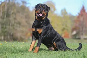 Rottweiler