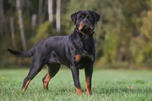 Rottweiler