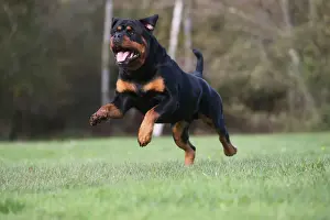 Rottweiler