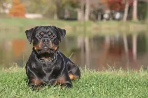 Rottweiler