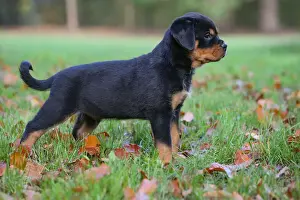 Rottweiler