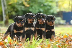 Rottweiler