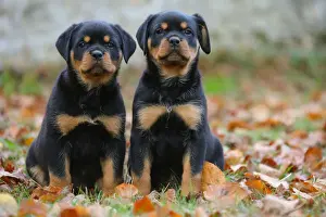 Rottweiler