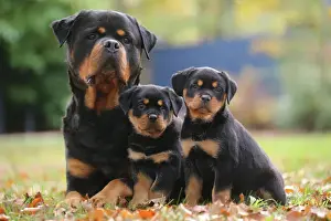 Rottweiler