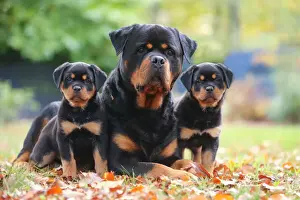 Rottweiler