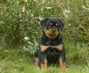 Rottweiler