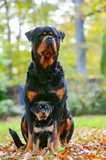 Rottweiler