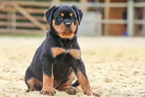 Rottweiler