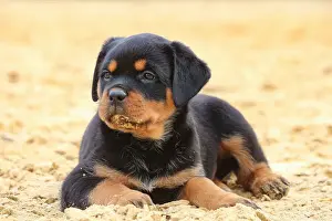 Rottweiler