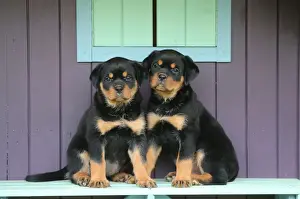 Rottweiler