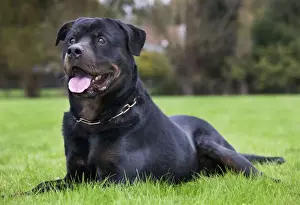 Rottweiler
