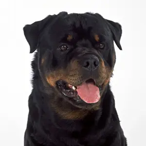 Rottweiler Dog