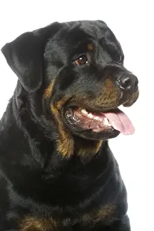 Rottweiler Dog