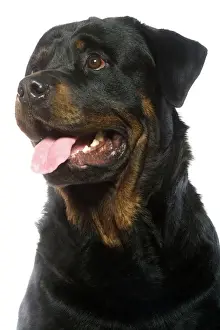 Happy Prints: Rottweiler Dog