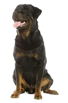 Rottweiler Dog