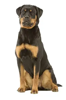 Rottweiler Dog