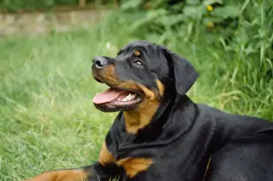 Rottweiler Dog