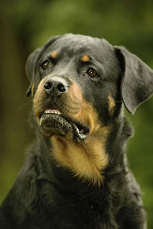 Rottweiler DOG