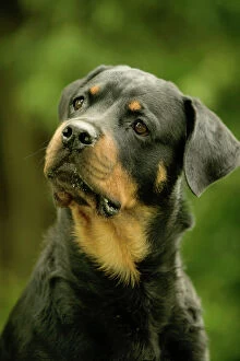 Rottweiler DOG - with head tilted