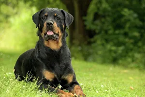 Images Dated 21st June 2004: Rottweiler Dog Lying on grass