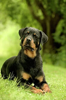 Rottweilers Collection: Rottweiler Dog Lying on grass