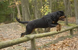 Animals Gallery: Rottweiler dog outside