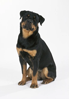 Images Dated 16th January 2007: Rottweiler Dog - puppy