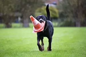 Fetching Prints: Rottweiler at dog school