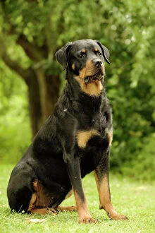 Images Dated 21st June 2004: Rottweiler Dog Sitting on grass