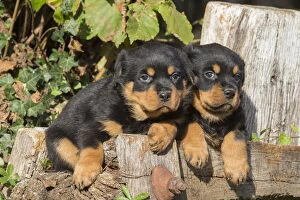 Rottweiler puppies dogs outside