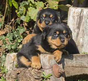 Images Dated 14th August 2018: Rottweiler puppies dogs outside