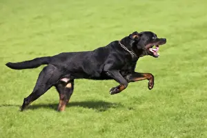 Collars Prints: Rottweiler running