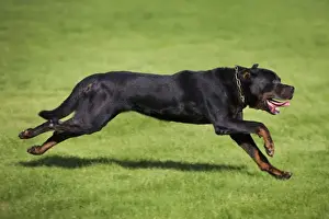 Rottweiler running