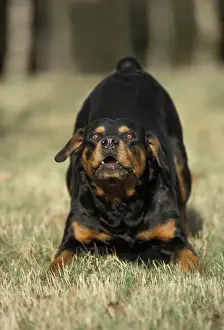 Growling Prints: Rottweiller Dog Growling