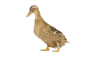 Rouen Duck - female - studio
