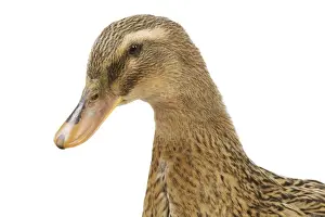 Rouen Duck - female - studio