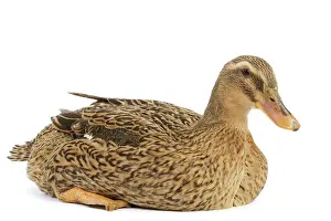 Rouen Duck - female - studio