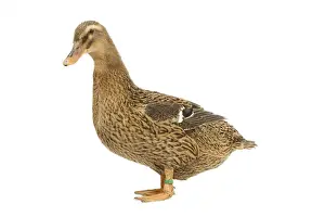Rouen Duck - female - studio