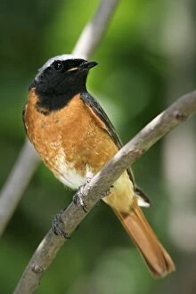 Images Dated 25th June 2004: rouge queue a front blanc male Redstart male Phoenicurus phoenicurus