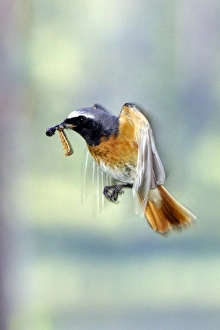 Images Dated 10th July 2005: ROUGE QUEUE A FRONT BLANC ( Phoenicurus phoenicurus)