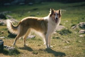 Images Dated 13th July 2007: Rough Collie Dog