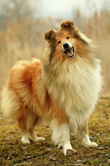 Rough Collie Dog